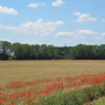 Coquelicots