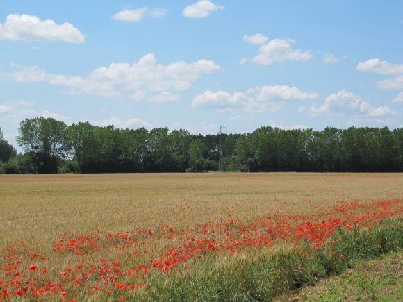 Coquelicots