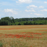 Coquelicots