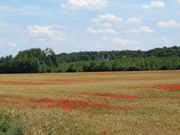 Coquelicots