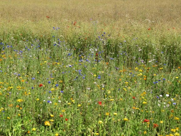 Fleurs et colza