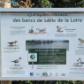 Quelques oiseaux des bancs de sable de la Loire