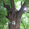 L'arbre magique