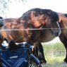 Chevaux au camping de Gien