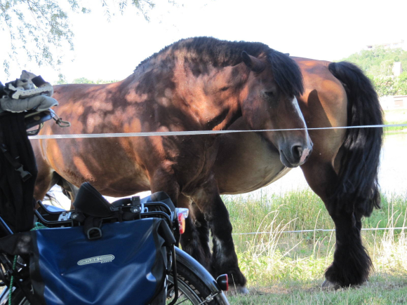 Chevaux au camping de Gien