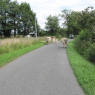 Vaches sur la route