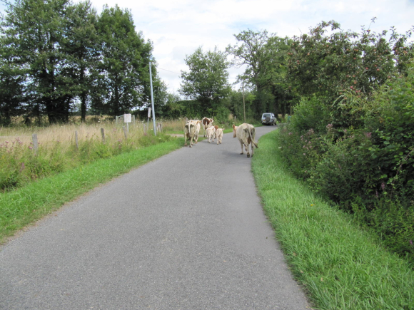 Vaches sur la route