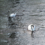 Quelques cygnes sur une rivière