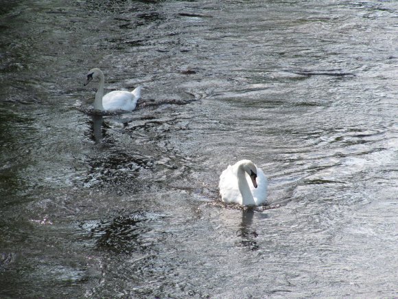 Quelques cygnes sur une rivière