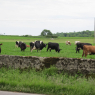 04-06-2012 (Clogheen - Dungarvan), 18ème jour