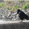 Rencontre avec un corbeau