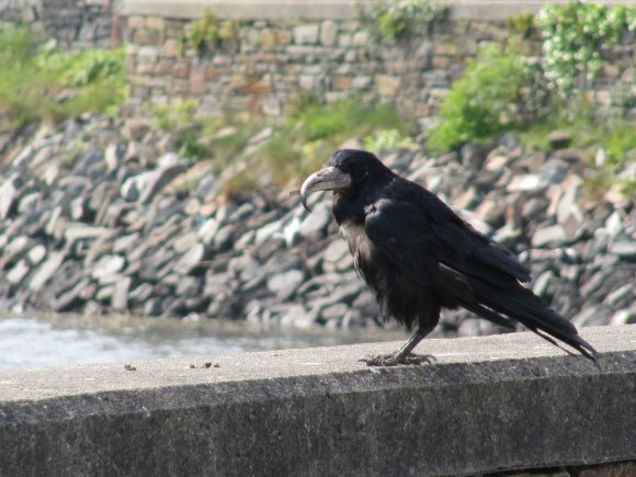 Rencontre avec un corbeau