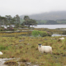 Irlande