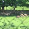 25-05-2012 (Tralee - Adare), 8ème jour