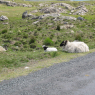 Moutons sur la route