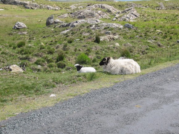 Moutons sur la route