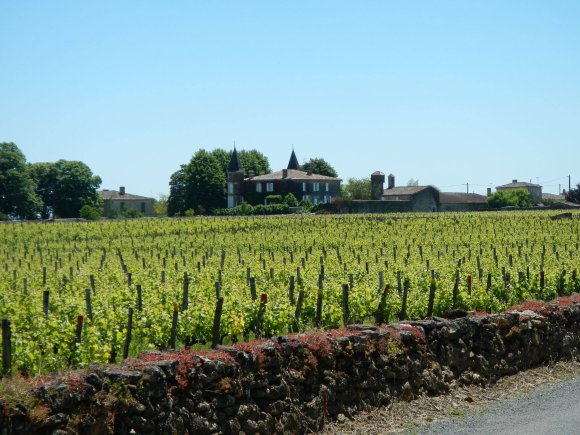 Le sauternais