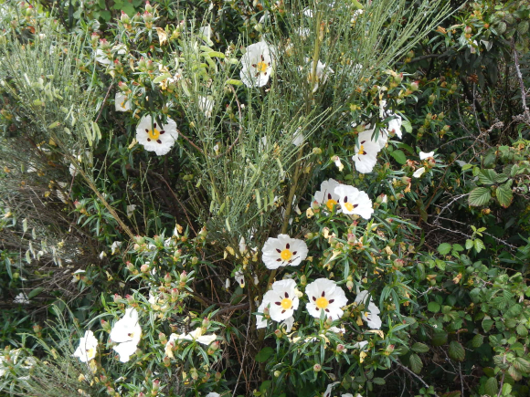 DSCN1753