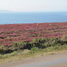 Pointe de Pen-Hir