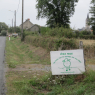 Des brebis partout