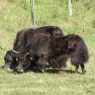 Yaks de la Loire...