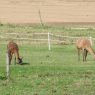 Lamas de la Loire...