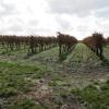 Vignoble de Cognac
