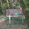 Forêt de Secondigny