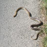 Serpent sur la route