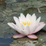 Fleur de nénuphar
