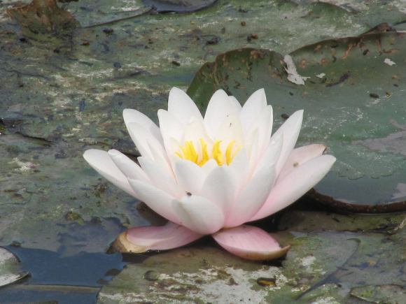 Fleur de nénuphar