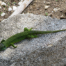 Gros lézard, mort noyé