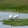 Couple de cygnes