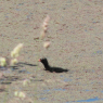 Petit de poule d'eau dans les marais