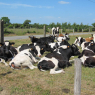 Vaches