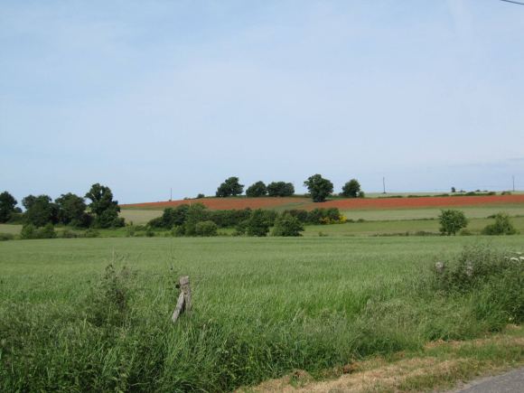 Champs de coquelicots
