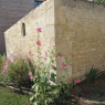 Roses trémières