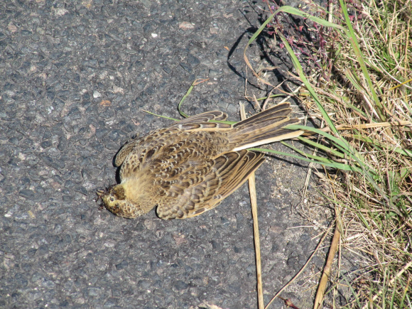 Oiseau mort