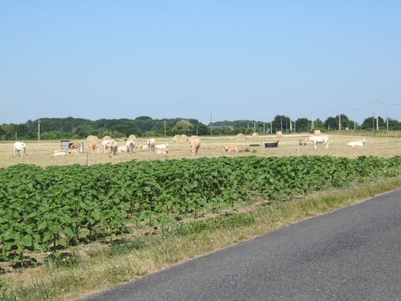 Vaches
