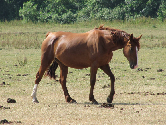 Cheval