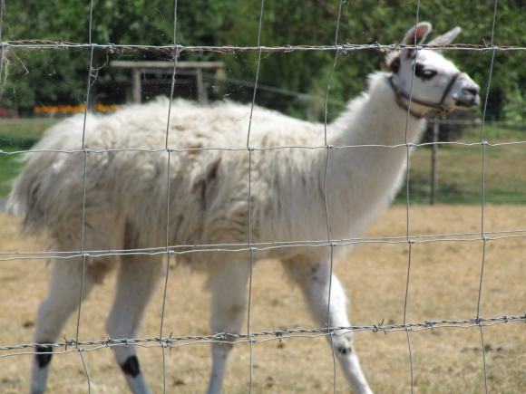 Lama