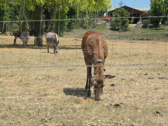 Biche