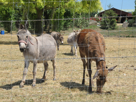Ânes et biche