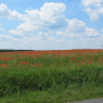 Coquelicots