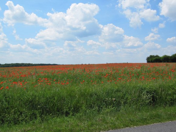 Coquelicots