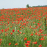 Coquelicots