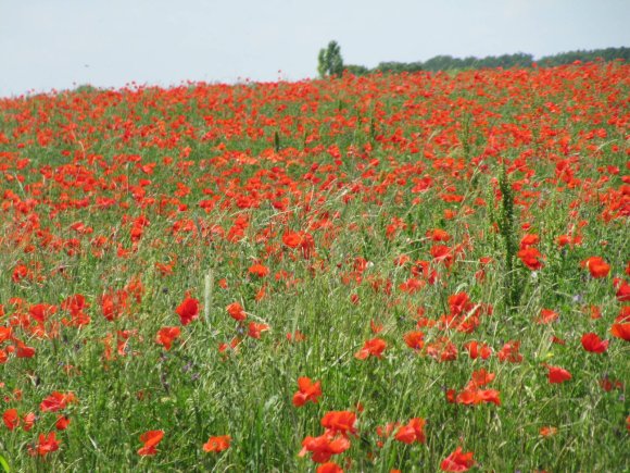 Coquelicots