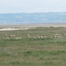 Moutons de pré-salé