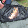 Pêche à la carpe sur l'étang de Bois Pouvreau