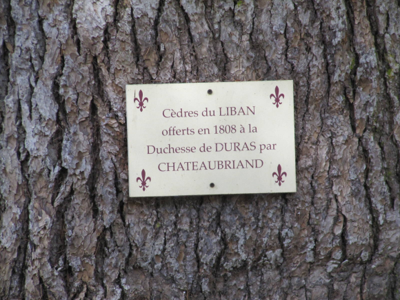 Cèdres du Liban